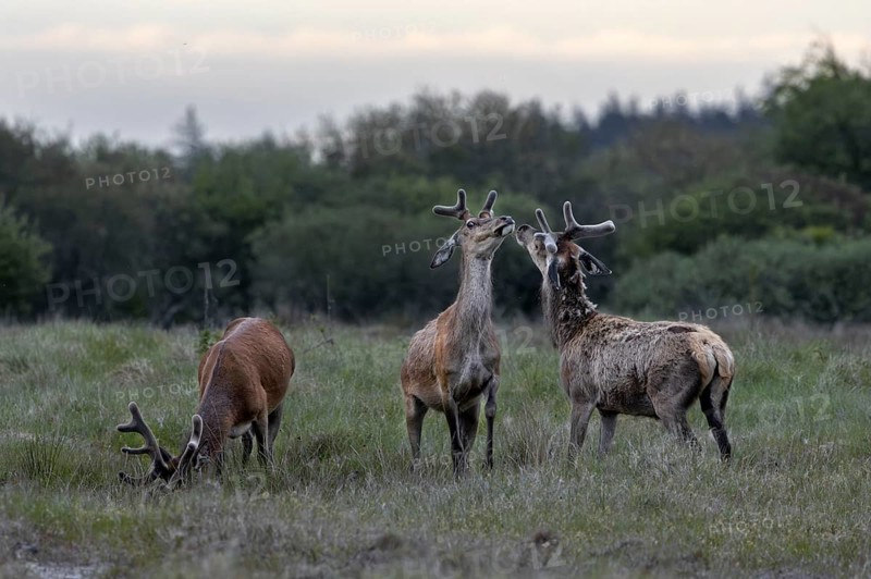 The dueling red deer (Cervus elaphus) are about to stand on their hind legs, bastion antlers, ranking, fight, dispute, Denmark