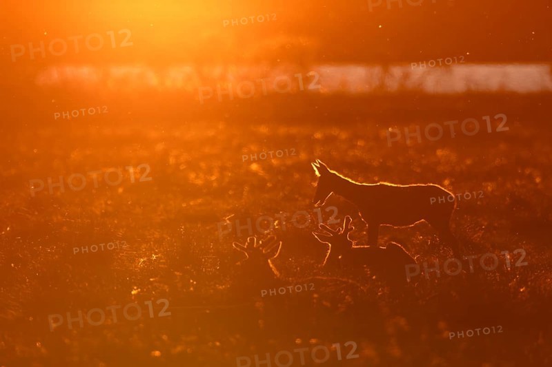 After getting up, the rottier (Cervus elaphus) stretches and stretches, a behavior that can often be observed, sunset, evening mood, Denmark