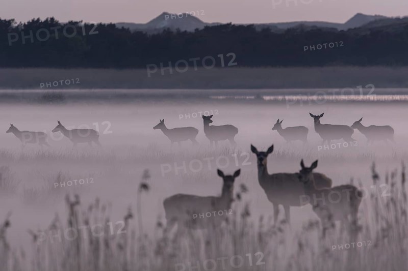Spread over several small packs, the red deer (Cervus elaphus) stands on the swamp meadow covered by ground fog, fog landscape, Denmark