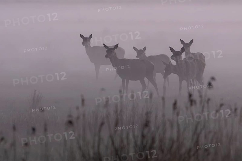 Even though the fog provides shelter for rotted animals (Cervus elaphus) and calves, it also provides cover for their enemies, which is why constant vigilance is required, fog landscape, Denmark
