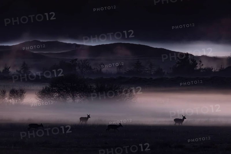 The sun has long since disappeared behind the horizon, the rising ground fog begins to glow due to the reflection of the sky and appears in it as if out of nowhere, shadowy red deer (Cervus elaphus), foggy, mystical, Denmark