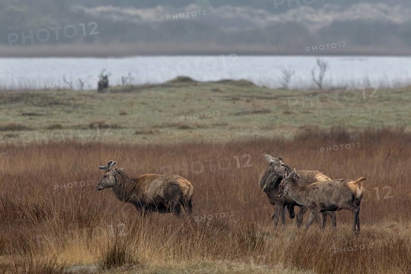 The small group of red deer (Cervus elaphus) has not yet discovered the uninvited guest on the lakeside, while the conspecifics have roared their way to the right of them and are watching the wolf (Canis lupus) ready to flee, wolf encounter, Denmark