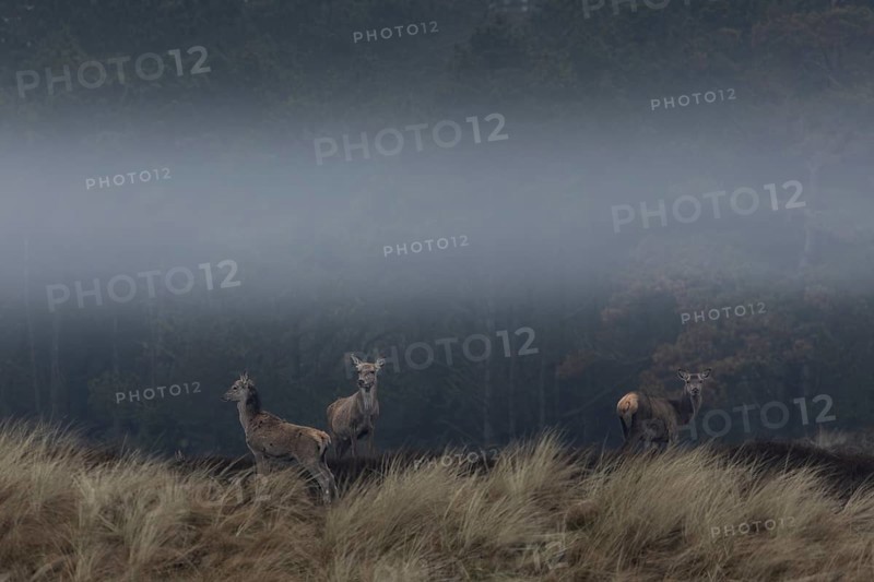 The morning fog slowly lifts and reveals a small group of red deer (Cervus elaphus), fog, heathland, Denmark