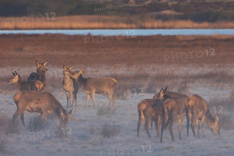 A rottier (Cervus elaphus) nibbles on the neck of its calf, which visibly enjoys this social contact, social contact, relationship, proximity, Denmark