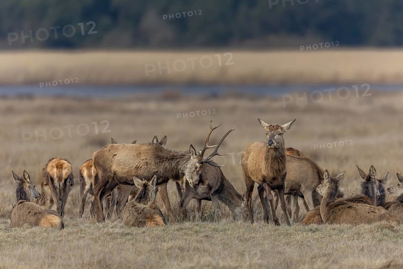 Since older red deer (Cervus elaphus) usually lose their antlers first, younger deer still with antlers like to take advantage of the moment and try to demonstrate dominance to the elderly, ranking, fighting, dispute, Denmark
