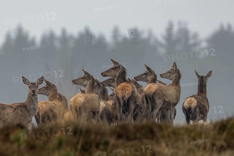 Strensely and visibly curious, the deer drudel (Cervus elaphus) watches a wolf (Canis lupus) running past them about 100 m away, hunting, wolf attack, Denmark