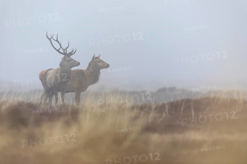 A red deer (Cervus elaphus) without a headdress, while its companion still wears both antlers, but these will also be dropped in the next few days, drop time, antler drop, fog, Denmark