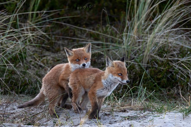 In the late evening, the activity phase of red fox pups (Vulpes vulpes) increases once again, play, fight, fox burrow, young fox, Denmark