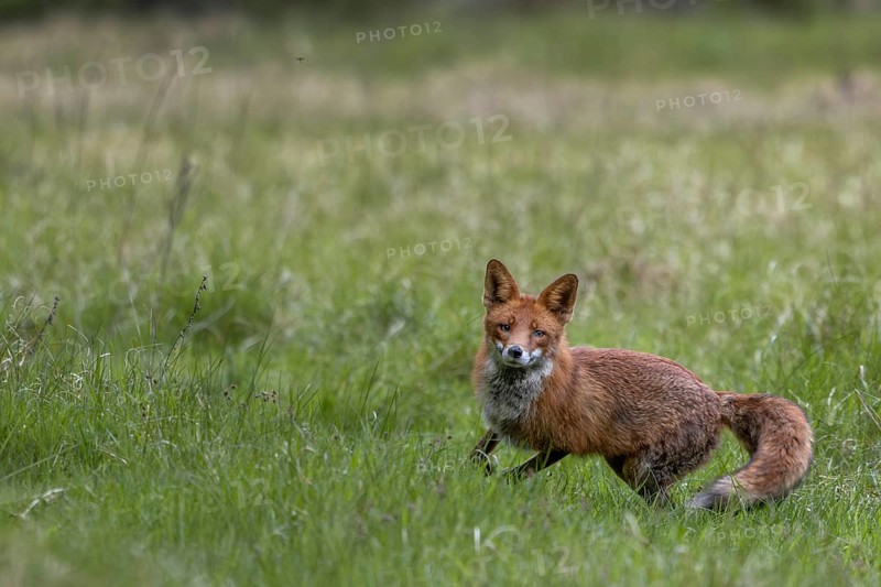 The red fox (Vulpes vulpes) reacts immediately when the squeak of a mouse is imitated, Denmark