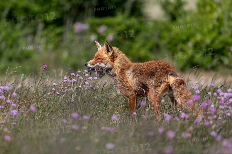 A red fox fähe (Vulpes vulpes) with a few mice in the catch, for the puppies waiting at the burrow, prey, food, rearing boys, Denmark