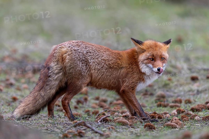 The nose is an important sensory organ for the red fox (Vulpes vulpes) and is regularly cleaned with the tongue, Fuchsfähe, Denmark