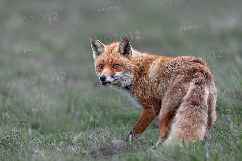 Red fox fähe (Vulpes vulpes) hunting mice, hunting, prey, Denmark