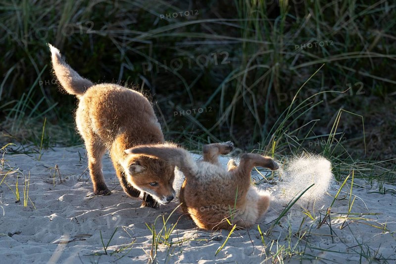 The wild scuffles between the red fox pups (Vulpes vulpes) sometimes get down to business, play, fight, fox burrow, young fox, Denmark