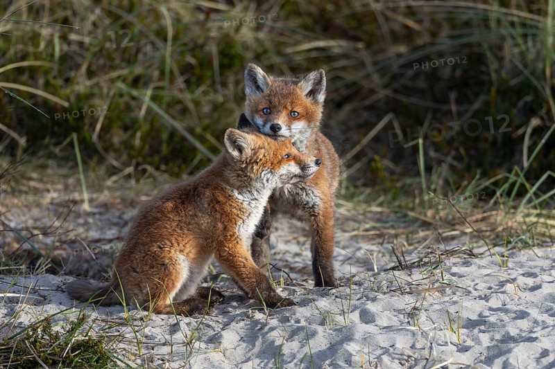 Red fox puppies (Vulpes vulpes) regularly seek close proximity to their siblings and are very affectionate with each other, playing, fighting, fox building, young fox, Denmark