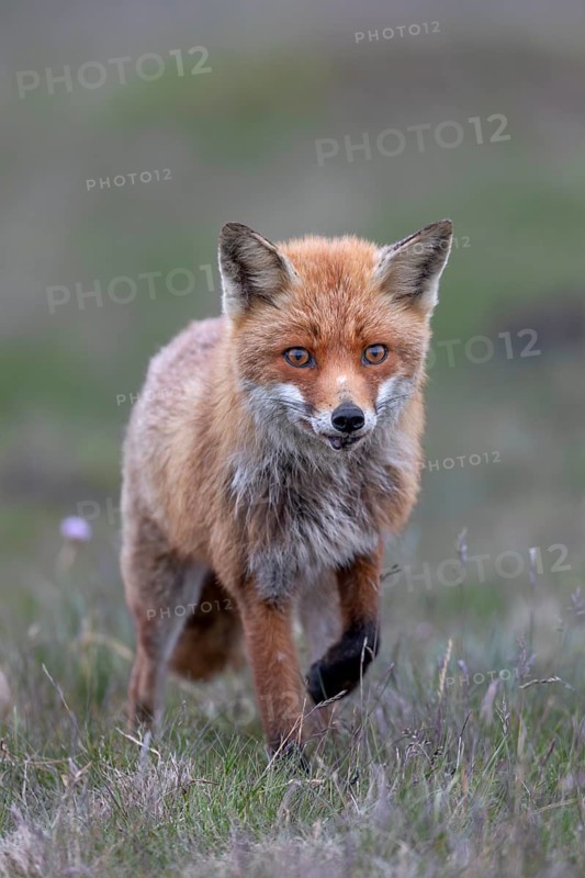 Red fox fähe (Vulpes vulpes) hunting mice, hunting, prey, Denmark
