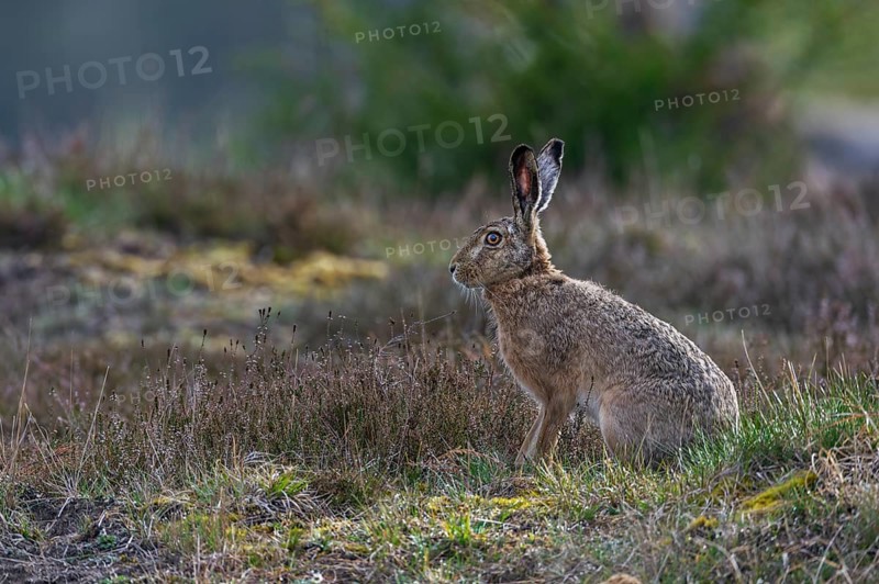 Natural heathlands are a suitable habitat for the brown hare (Lepus europaeus), Denmark
