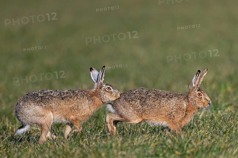 A bumper has positioned herself directly behind the female hare (Lepus europaeus) and touches her abdomen with her nose, mating season, batting season, Germany