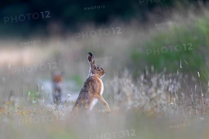 While the hare (Lepus europaeus) watches the red fox (Vulpes vulpes) at any time ready to flee, it continues on its way and ignores its supposed prey, prey animal, alert, prey animal, hunter, hunted, Denmark