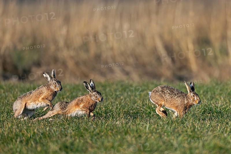 The hares (Lepus europaeus) get down to business during chases, punching, hitting and scratching, mating season, bumping season, Germany