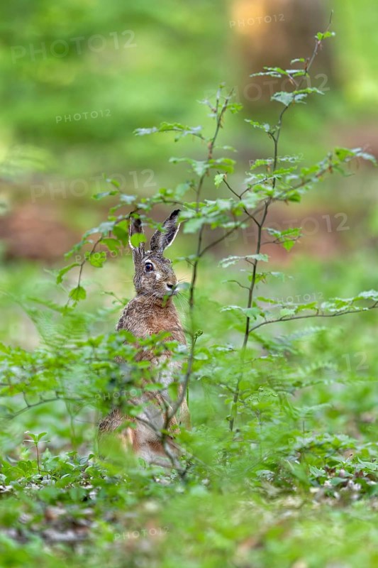 A hare (Lepus europaeus) in spring forest, spring, European beech, Schierenwald, Germany