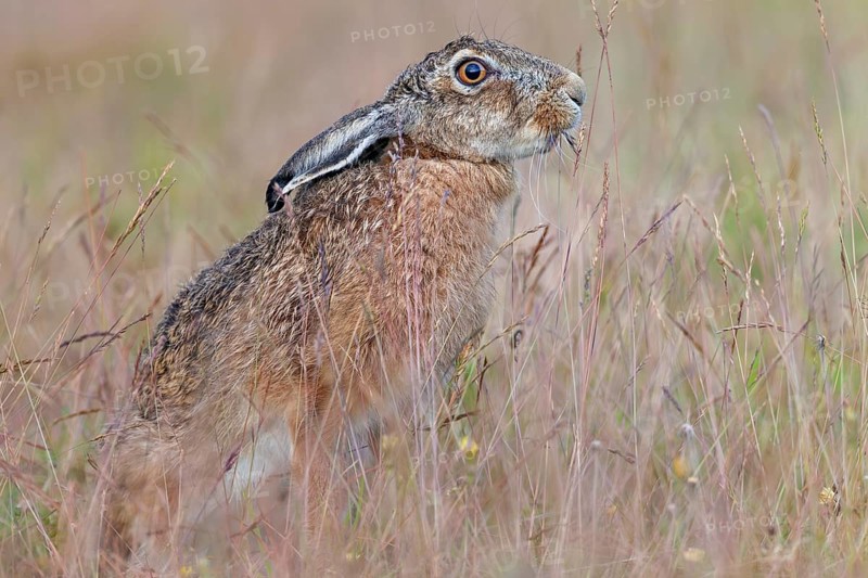 Brown hare (Lepus europaeus) eating a blade of grass, foraging, Germany