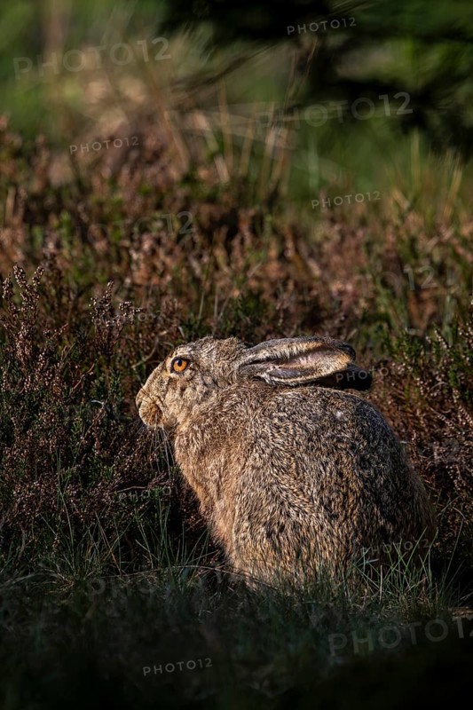 Brown hare (Lepus europaeus) at the edge of a forest meadow, Denmark