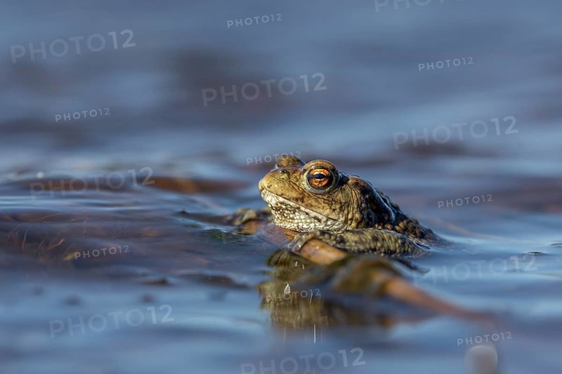 Erdkröte (Bufo bufo), Männchen, die Wellen erschweren den Erdkröten-Männchen, das Warten auf die Weibchen, Fortpflanzung, Laichzeit, Deutschland