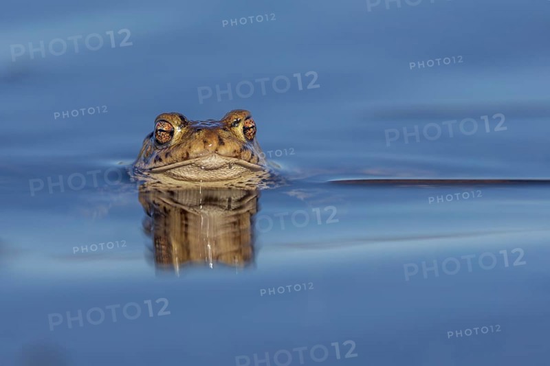 Erdkröte (Bufo bufo), Männchen wartet mit stoischer Ruhe auf das Eintreffen der Weibchen, Fortpflanzung, Laichzeit, Deutschland