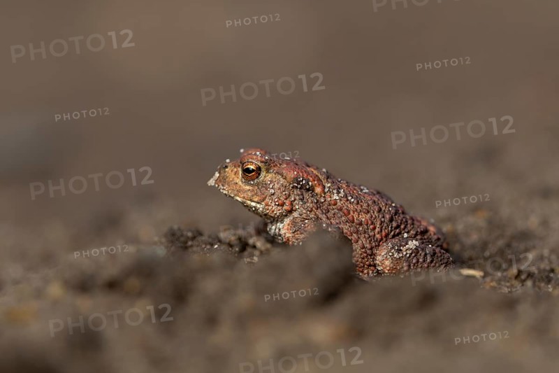 Eine einjährige Erdkröte (Bufo bufo) wagt sich am frühen Abend aus ihrem Tagesversteck und geht auf Nahrungssuche, Deutschland