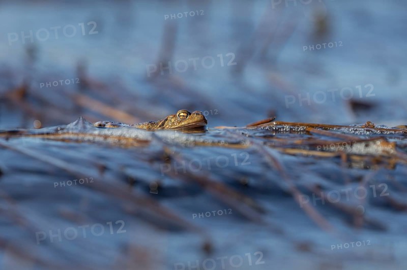 Erdkröte (Bufo bufo), Männchen, die Wellen erschweren den Erdkröten-Männchen das Warten auf die Weibchen, Seeufer, Fortpflanzung, Laichzeit, Deutschland