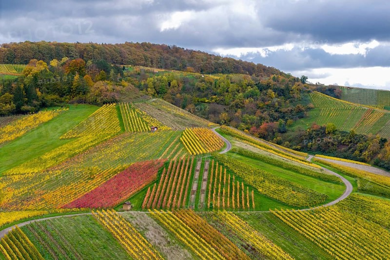 Autumn-colored vineyards with vivid shades of red, yellow and green on wooded hills, near Strümpfelbach im Remstal, Rems-Murr-Kreis, Baden-Württemberg, Germany