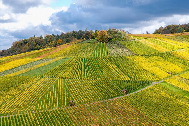 Colourful autumn landscape with geometrically arranged vineyards and trees under a cloudy sky, near Strümpfelbach im Remstal, Rems-Murr-Kreis, Baden-Württemberg, Germany