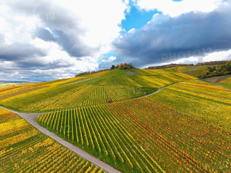 Golden and green vineyards under a dramatically cloudy sky in autumn, near Strümpfelbach im Remstal, Rems-Murr-Kreis, Baden-Württemberg, Germany