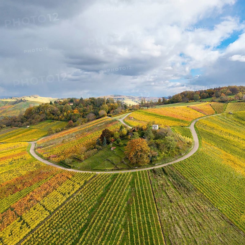 Landscape in autumn with vineyards and a winding road surrounded by colorful fields, Schützenhüttle-Donkey, near Strümpfelbach im Remstal, Rems-Murr-Kreis, Baden-Württemberg, Germany