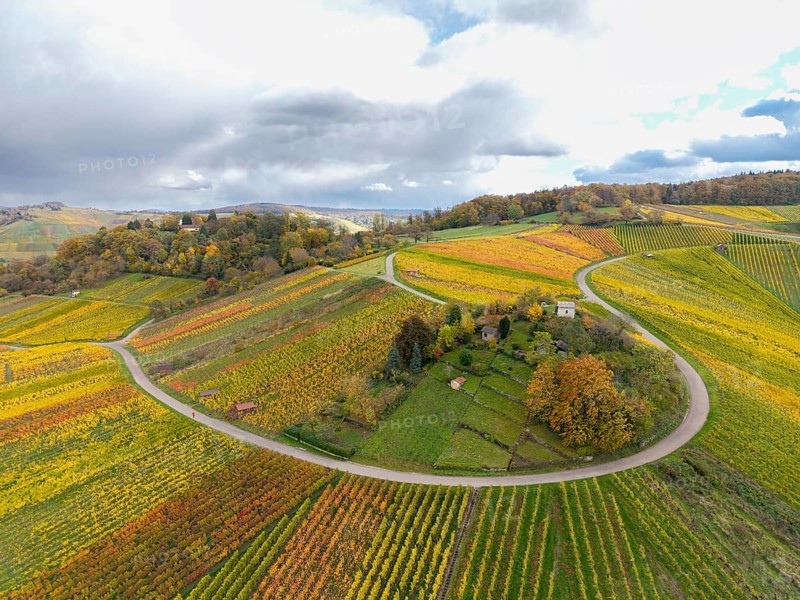 Colourful vineyards stretch over hills under dramatic cloudy skies, autumn, Schützenhüttle-Donkey, near Strümpfelbach im Remstal, Rems-Murr-Kreis, Baden-Württemberg, Germany