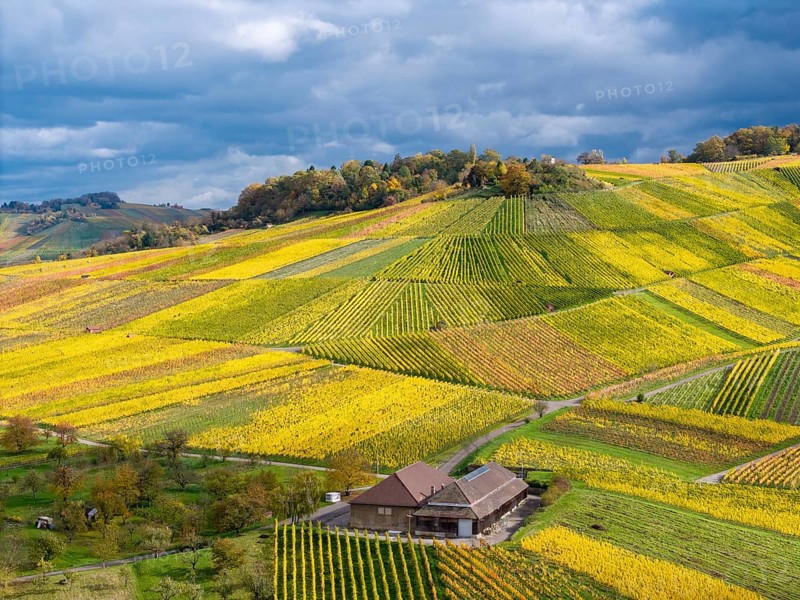 A wine press in the midst of yellow and green vineyards under a blue cloud sky, near Strümpfelbach im Remstal, Rems-Murr-Kreis, Baden-Württemberg, Germany