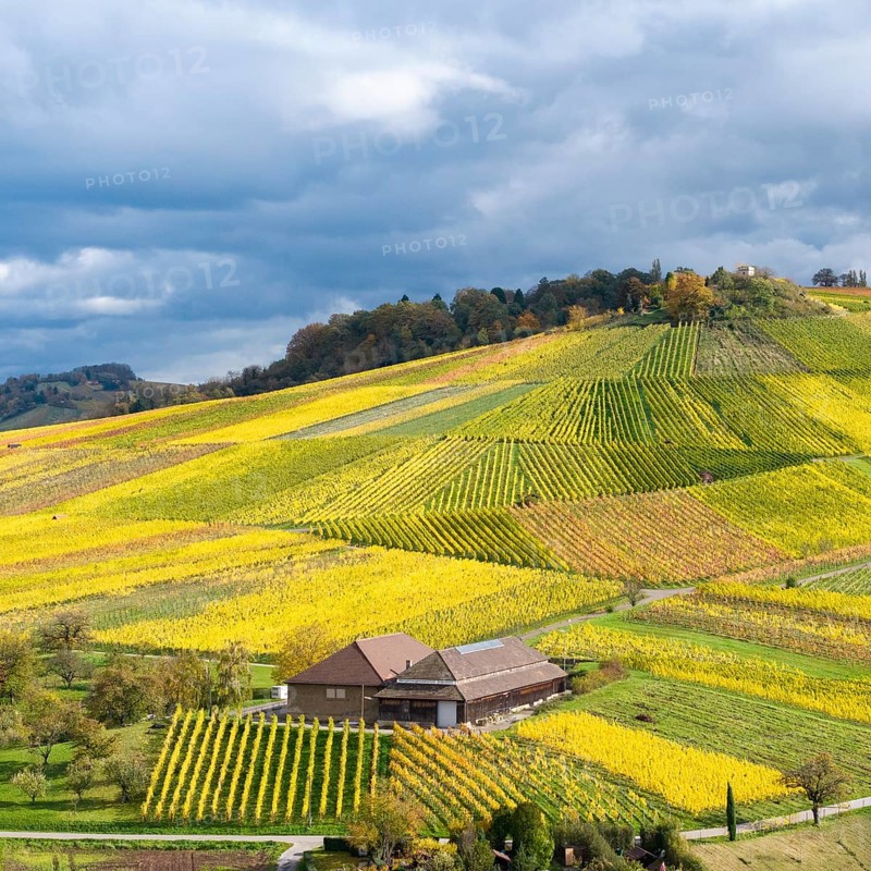 A winepress nestled in bright yellow and green vineyards with dramatic skies, autumn, near Strümpfelbach im Remstal, Rems-Murr-Kreis, Baden-Württemberg, Germany