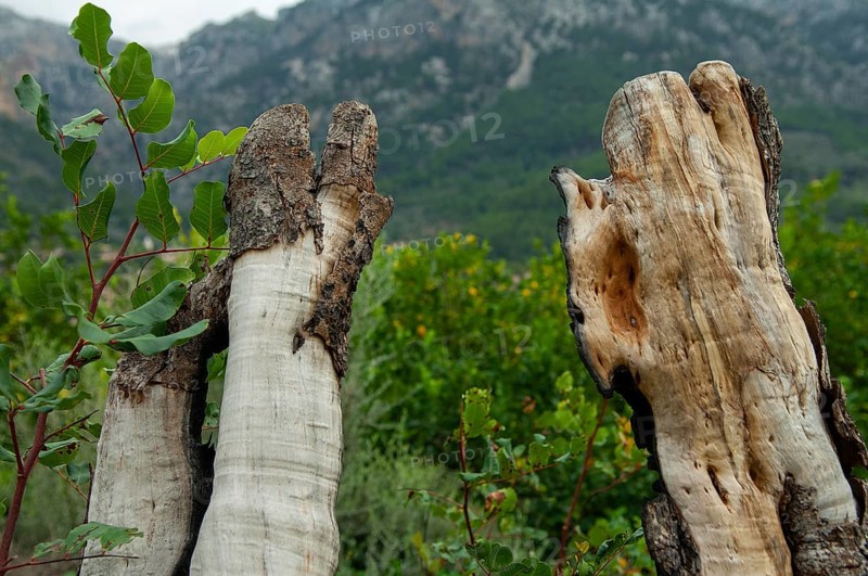 Weathered stumps of olive trees, Majorca, Spain
