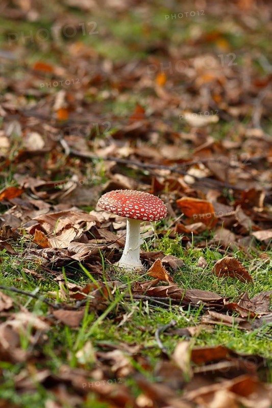 Red toadstool (Amanita muscaria), fruiting body, in autumn leaves, North Rhine-Westphalia, Germany