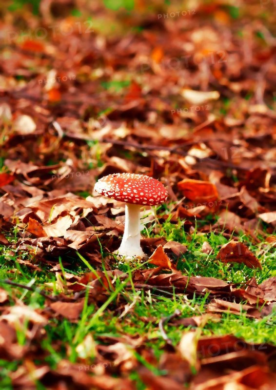 Red toadstool (Amanita muscaria), fruiting body, in autumn leaves, oil color effect, North Rhine-Westphalia, Germany