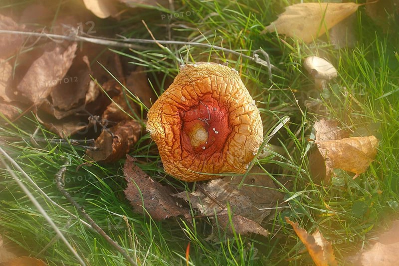 Red toadstool (Amanita muscaria), fruiting body, with alienation, from above, North Rhine-Westphalia, Germany