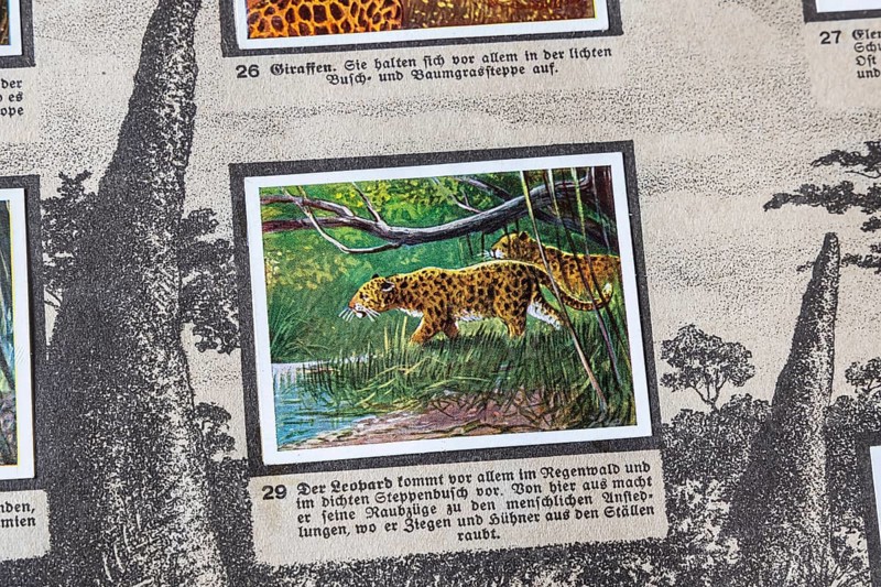 German colonies. German East Africa. Leopard An anthology published by Cigaretten-Bilderdienst Dresden from 1936. Germany