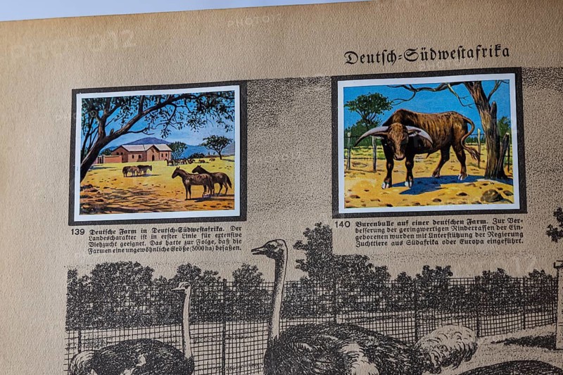 German colonies. German Southwest Africa. German farm, cattle breeding, Boer bull. An anthology published by Cigaretten-Bilderdienst Dresden from 1936. Germany