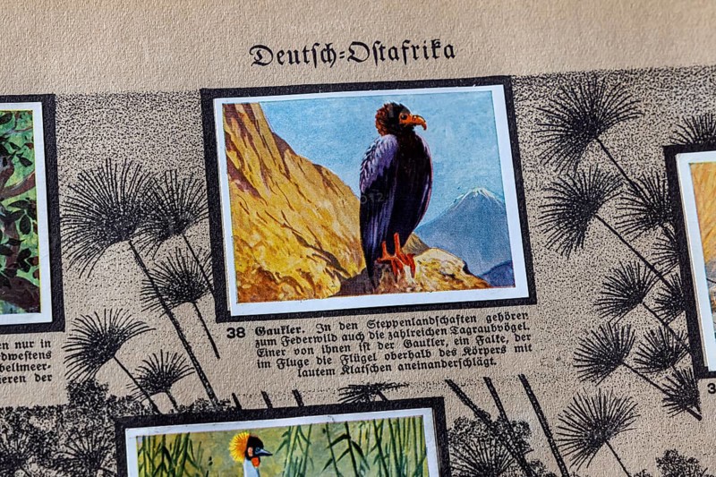 German colonies. German East Africa. Juggler (Terathopius ecaudatus) . An anthology published by Cigaretten-Bilderdienst Dresden from 1936. Germany