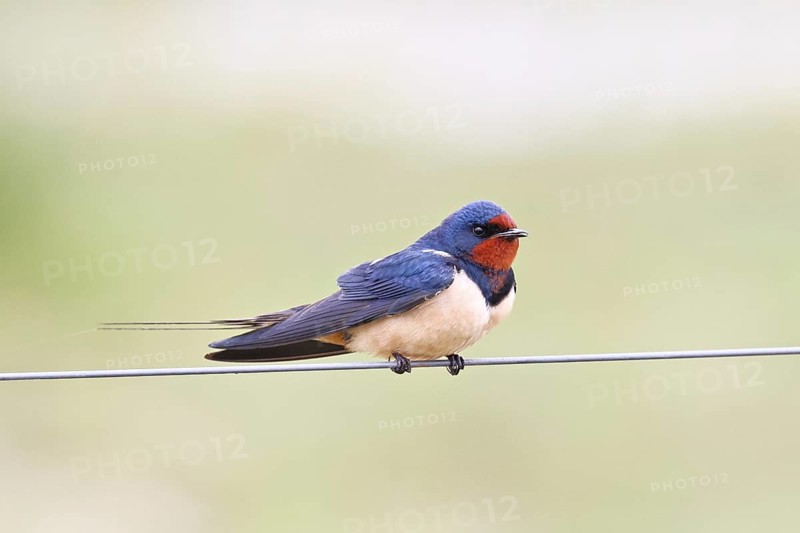 Barn swallow (Hirundo rustica) sitting on a pasture fence, wildlife, animals, birds, swallows, migratory bird, ox bog, Dümmer See nature park Park, Hüde, Lower Saxony, Germany