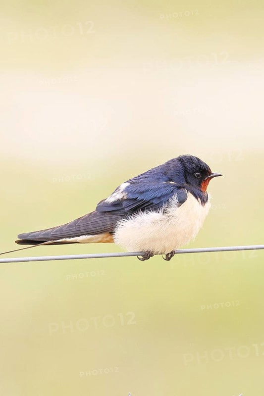 Barn swallow (Hirundo rustica) sitting on a pasture fence, wildlife, animals, birds, swallows, migratory bird, ox bog, Dümmer See nature park Park, Hüde, Lower Saxony, Germany