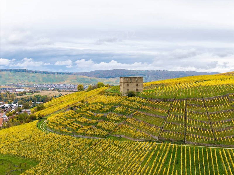 Autumn vineyards with converging yellow fields and an old building surrounded by rolling hills, Y-Burg, Stetten im Remstal, Baden-Württemberg, Germany