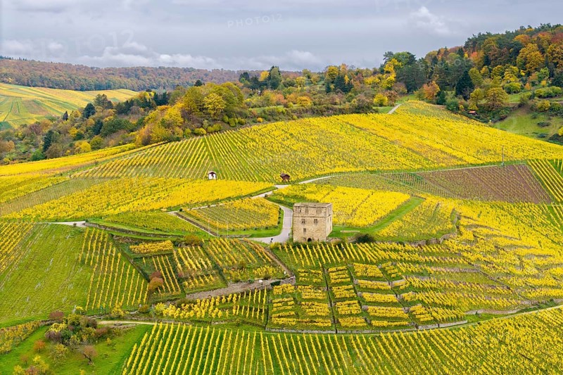 Yellow autumn vineyards with a centrally located historic building and rolling hills under cloudy sky, Y-Burg, Stetten im Remstal, Baden-Württemberg, Germany