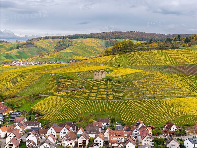 Colourful steep vineyards in autumn with yellow fields and residential buildings in a hilly landscape under cloudy sky, Y-Burg, Stetten im Remstal, Baden-Württemberg, Germany