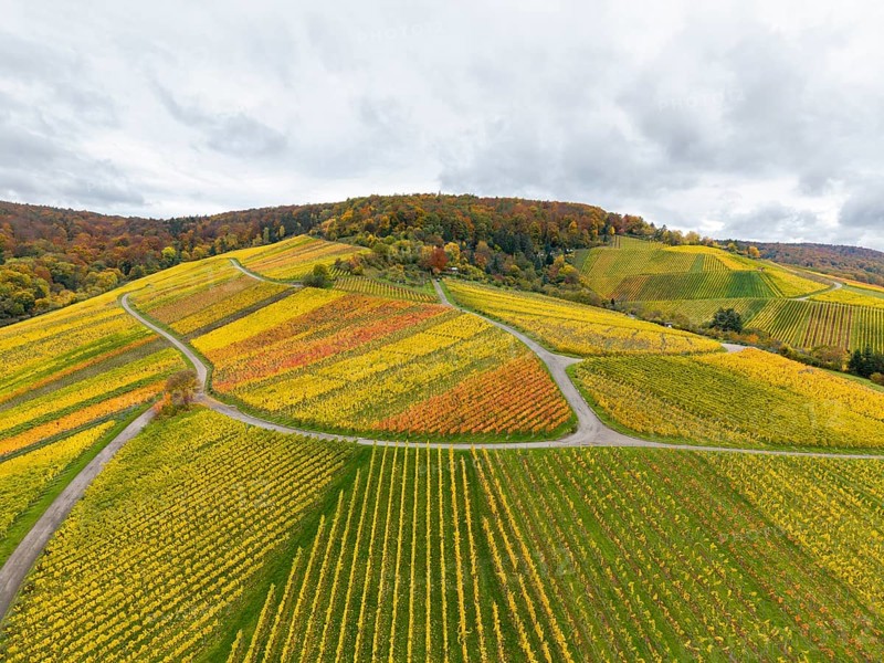 Strong autumn colors in a hilly wine landscape with winding paths, near Stetten im Remstal, Baden-Württemberg, Germany